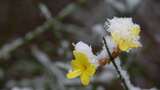 春天雪中的迎春花空境升格高清在线视频素材下载