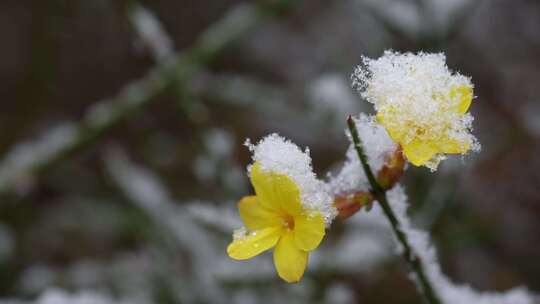 春天雪中的迎春花空境升格