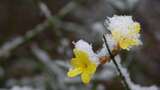 春天雪中的迎春花空境升格高清在线视频素材下载