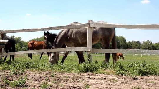 内蒙古草原马匹在吃草