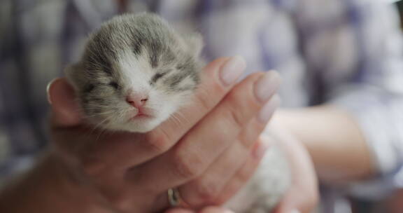 女性的手抱着一只刚出生的小猫