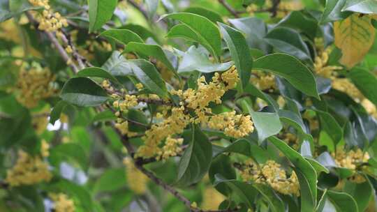 【合集】唯美秋天阳光生态桂花林桂花