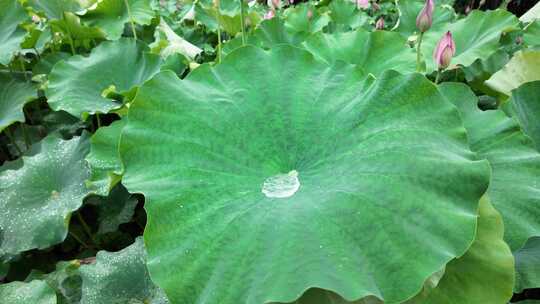 夏天下雨慢镜头荷叶滴水荷叶水滴