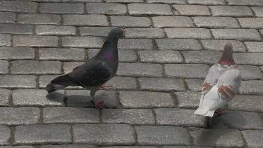 中央大街面包石上的鸽子