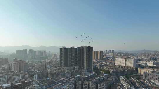 城市上空鸽子飞鸟航拍鸟群城市飞翔一群鸽子