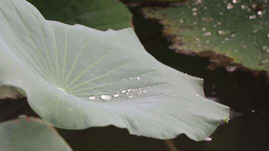 济南夏季大明湖，雨中荷花盛开娇艳醉人