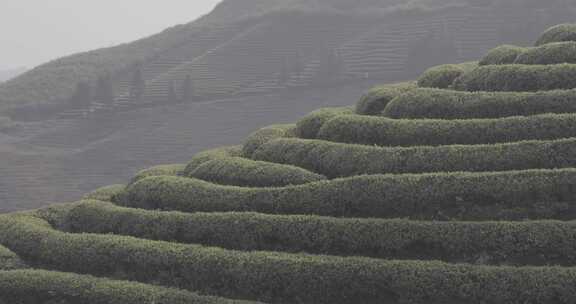 茶山 茶园 采茶