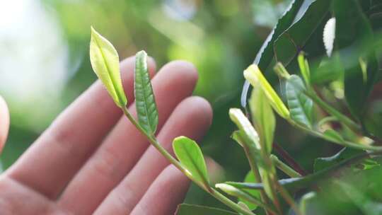 茶农用手抚摸茶叶慢镜头