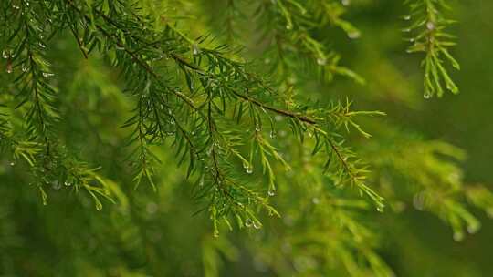 春天嫩绿雨滴雨水雨季梅雨季节