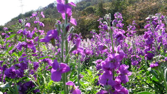 紫罗兰花柱花卉花朵植物绿化园林景观花草07视频素材模板下载