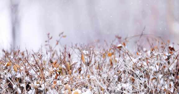 冬天大雪中的枯枝野草特写镜头