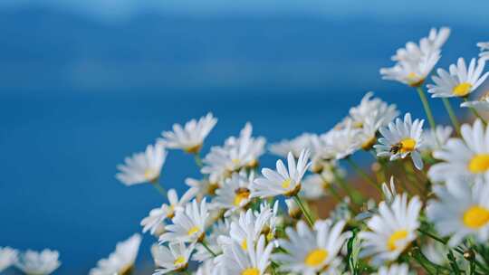 大理洱海边小雏菊