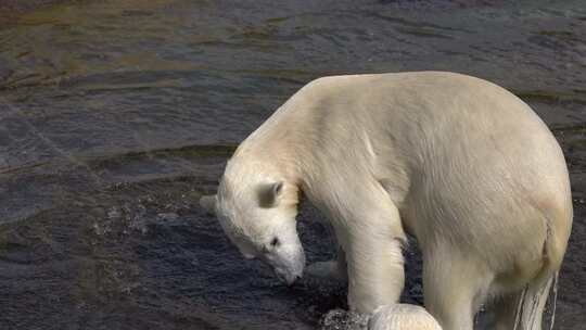 动物园北极熊在打闹嬉戏