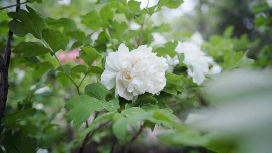 洛阳牡丹花