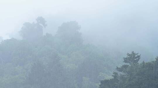 雨，雨滴，雨林，雾