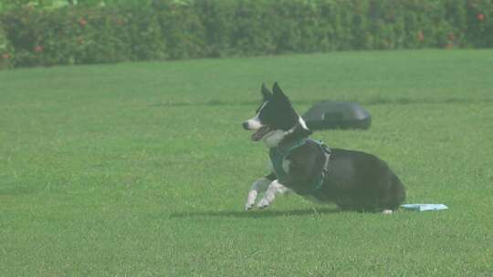 边境牧羊犬