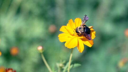 4K升格实拍绽放的鲜花采蜜的蜜蜂