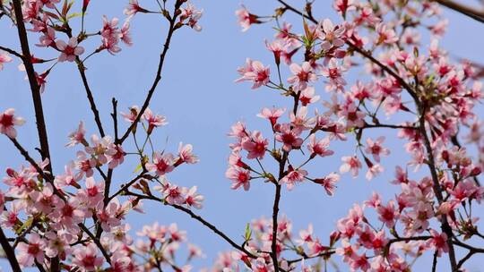 春天绽放的樱花视频素材模板下载