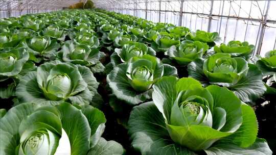 温室大棚内的蔬菜种植