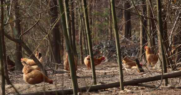 高山竹林山林生态散养鸡养鸡场