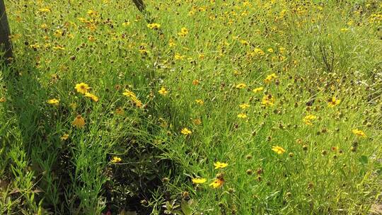 城市公园绿色植物花草实拍