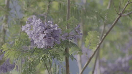 昆明蓝花楹