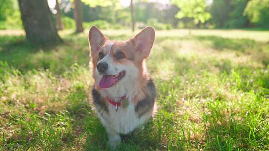 柯基犬，狗，宠物，犬