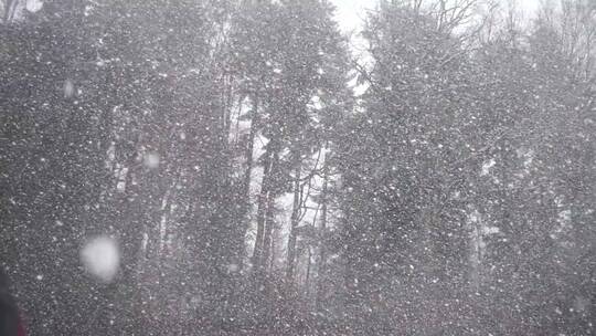 森林下起大雪