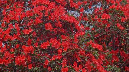 杜鹃花红花花朵花瓣花开