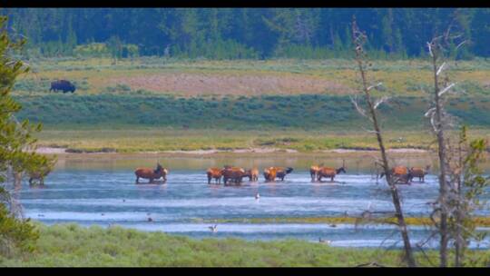 内蒙古大草原上成全的野牛牦牛角牛