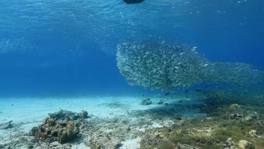 浅滩，鱼，海洋，海