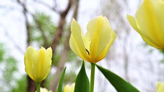 春天盛开的郁金香花海