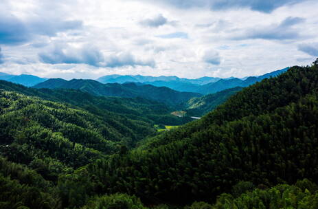 4K大气航拍自然风光竹林美景