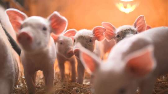 猪圈内可爱小猪群特写