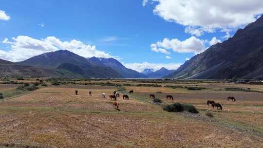 西藏草原航拍牛群高原牧场