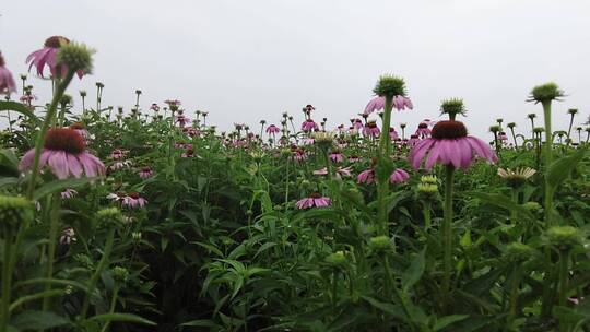 航拍 花海 紫花 格桑花 郊野 怒放 远山视频素材模板下载