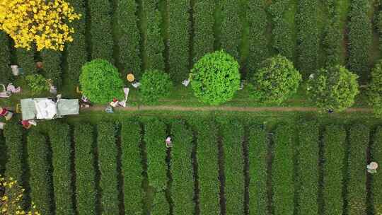 中国广东省清远市英德市石灰铺红星茶场