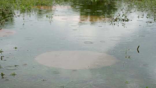 草地积水雨滴涟漪4K