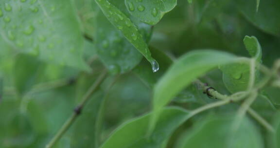 意境实拍大自然水森林雨滴森林下雨9