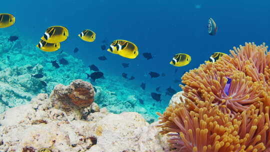 海底海洋生物