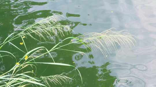 湖面芦苇 水边芦苇 碧绿水面