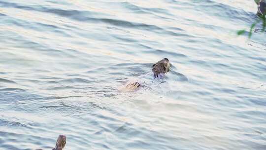 海狮 哺乳动物 海豹素材海豹视频