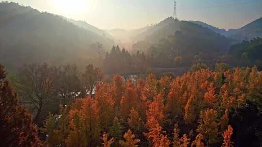 【合集】银杏 长兴八都芥景区