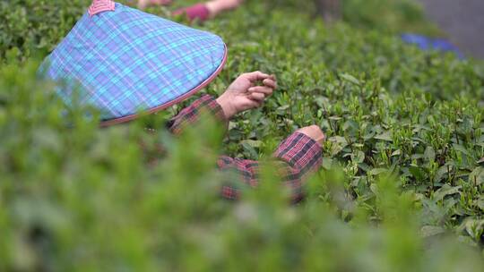 在茶园采摘茶叶