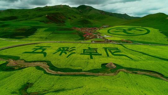 甘南旅途五彩卓尼油菜花