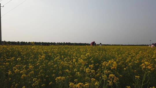 济南龙山平陵古城油菜花基地，春季油菜花田