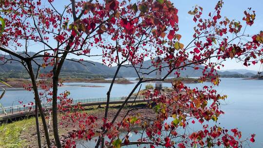 杭州千岛湖特写   4k