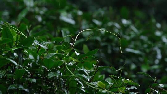 春雨雨滴茶园新茶杭州西湖龙井升格视频