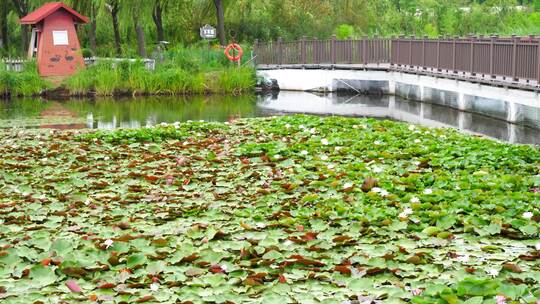 睡莲 水生植物 莲花 水莲 水莲花