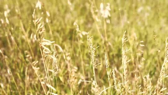 夏季小麦种植高清实拍